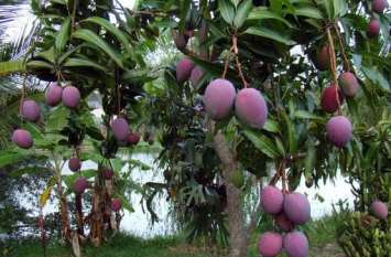 jamuni mango is beneficial for diabetic patient, know its speciality शुगर के मरीजों के लिए रामबाण है जामुनी आम, जानें इसकी 10 खासियत