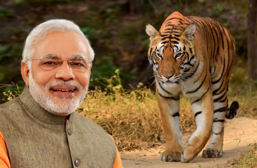 Narendra Modi बाघों के लिए भारत दुनिया का सबसे सुरक्षित आशियाना : पीएम मोदी