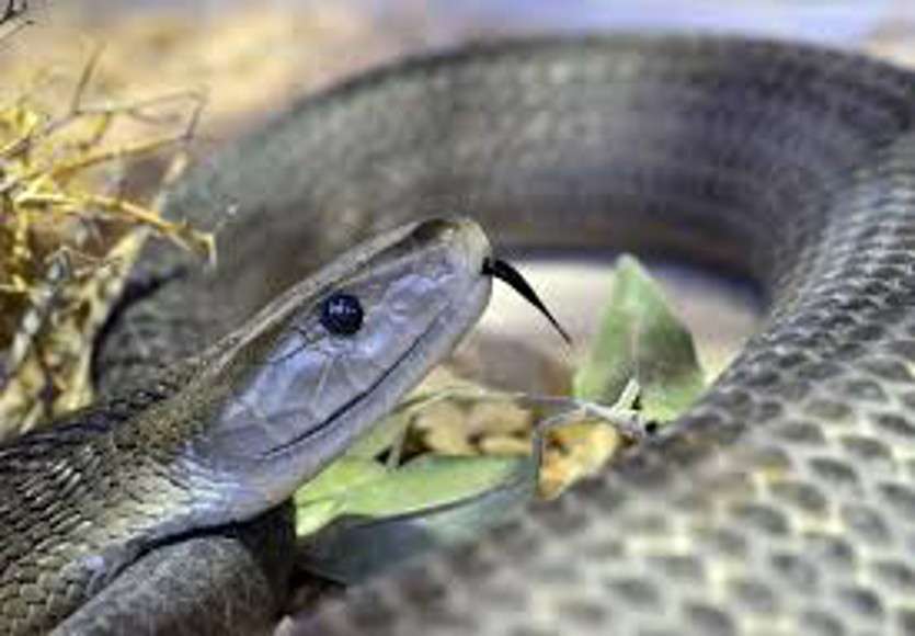 Snake bite