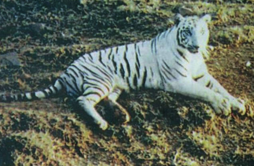 International Tiger Day Story Of White Tiger रव व र क म स नह ख त थ य ब घ मह र ज क स थ ख लत थ फ टब ल Patrika News