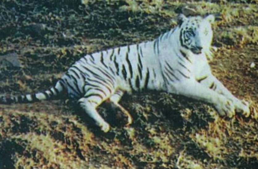 International Tiger Day Story Of White Tiger रव व र क म स नह ख त थ य ब घ मह र ज क स थ ख लत थ फ टब ल Patrika News