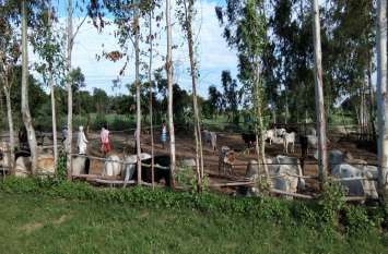 Villagers built a gaushala in lakhimpur ग्रामीणों ने चंदा लगाकर बनाई गौशाला, चारा-पानी की भी की व्यवस्था