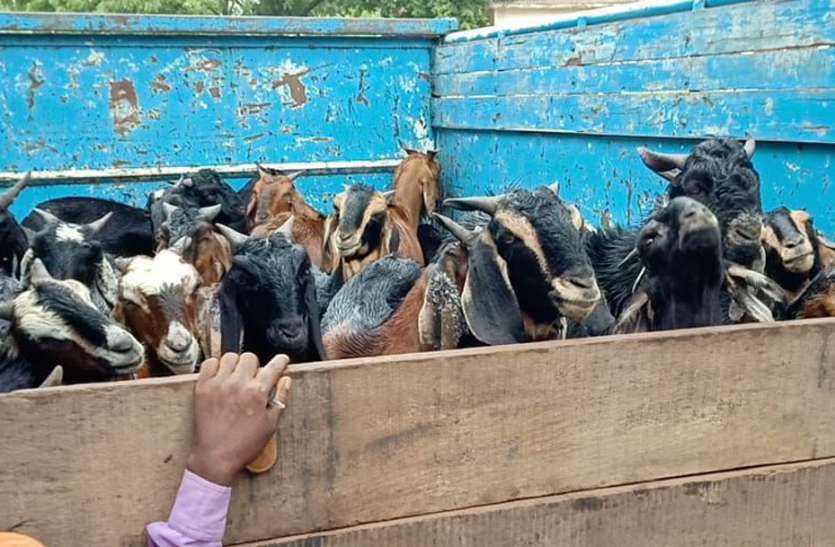 Trafficking in this district of MP, know how it is happening एमपी के इस जिले में नहीं रुक रही तस्करी, जानिए कैसे होती है वारदात