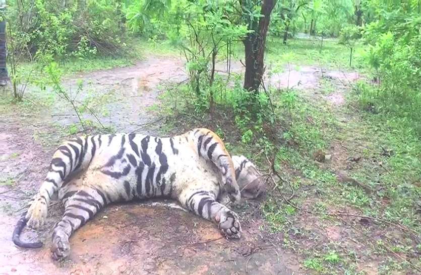 tiger