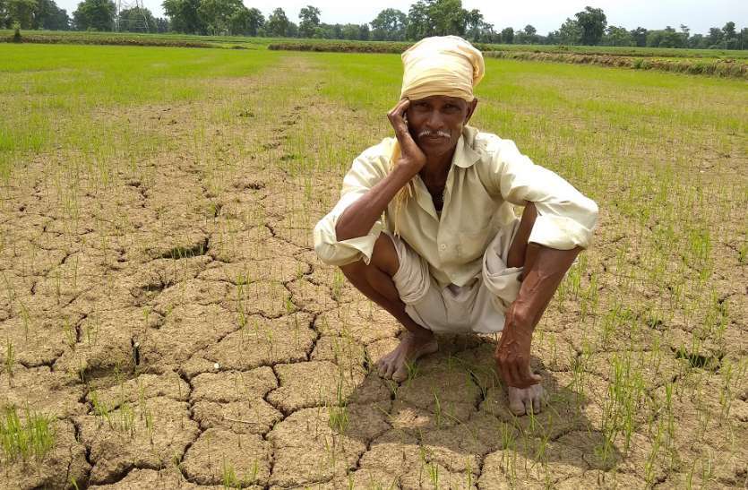 Planting, Drying at Besi Farm, Farmers in Worry रोपाई, बियासी के समय सूखे पड़े हैं खेत, चिंता में किसान