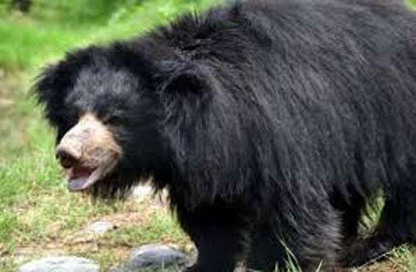 Chhattisgarh Bear Attack 