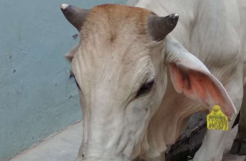 gayshala योगी सरकार का गौ संरक्षण का दावा फेल, सड़क पर घूम रही गायें बनीं मुसीबत