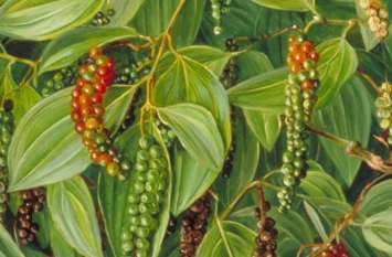 Black pepper,farming,milineer dollar business,farmers नौकरी छोड़ कर ले इसकी खेती, 6 महीने में ही कमाने लगेंगे लाखों रूपए