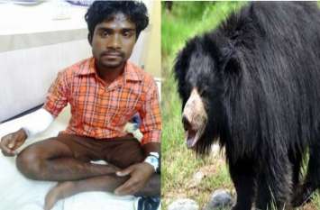 Bear attack in mainpur: young man injured by bear attack in forest बैल ढूंढने गया था जंगल, मिल गया आदमखोर भालू, दोनों हुई खूनी लड़ाई, फिर 3 दिन बाद..