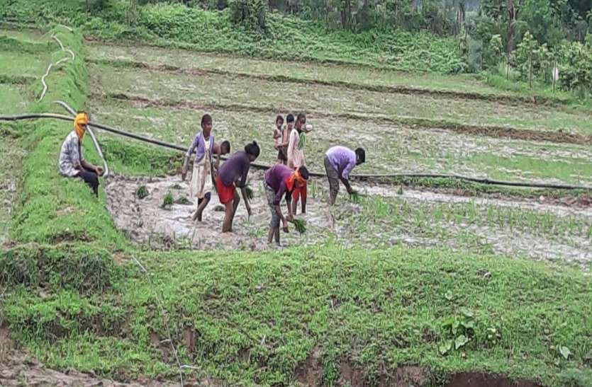 बारिश ने बिगाड़ा खेती का गणित, 44 फीसदी कम धान की बोवनी बारिश ने बिगाड़ा खेती का गणित, 44 फीसदी कम धान की बोवनी