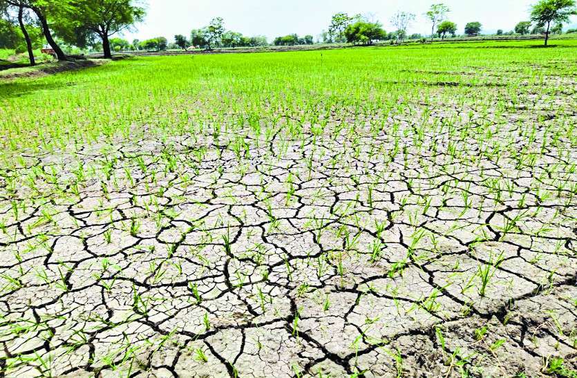 No rains in this raining season in bilaspur आधा सावन बीत गया अभी तक नहीं लगी सावन की झड़ी, मानसून की सुस्ती से किसानों के माथे पर खिचीं चिंता की लकीरें