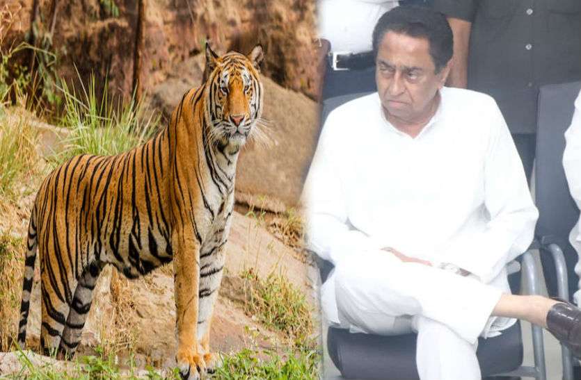 International Tiger Day Tiger State: ...तो मध्यप्रदेश से 4 दिन में ही छिन जाएगा टाइगर स्टेट का दर्जा?