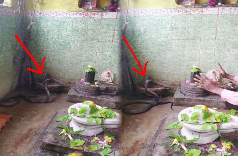 Sawan Sawan: मंदिर में भगवान शिव की भक्ति में लीन था नाग, पुजारी के आने के बाद भी फन उठाए डटा रहा