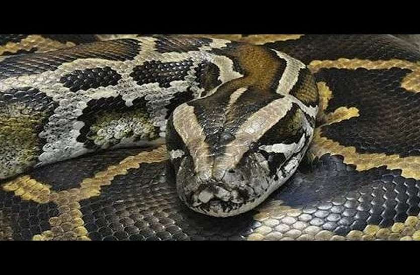 python