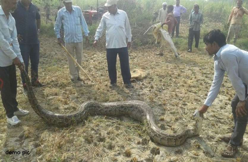 Chhattisgarh unique यहां दर्जनभर से ज्यादा अजगर करते हैं फसलों की रक्षा, रहते हैं लोगों के बीच, जानिए वजह