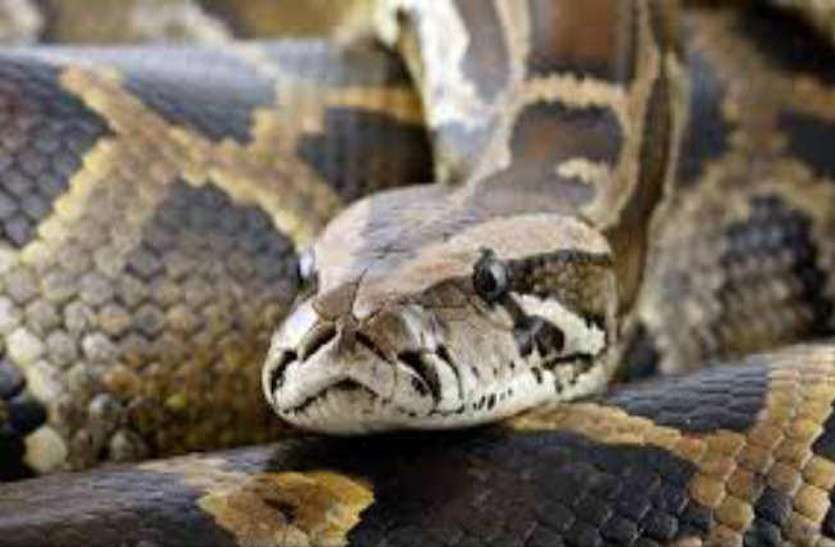 python