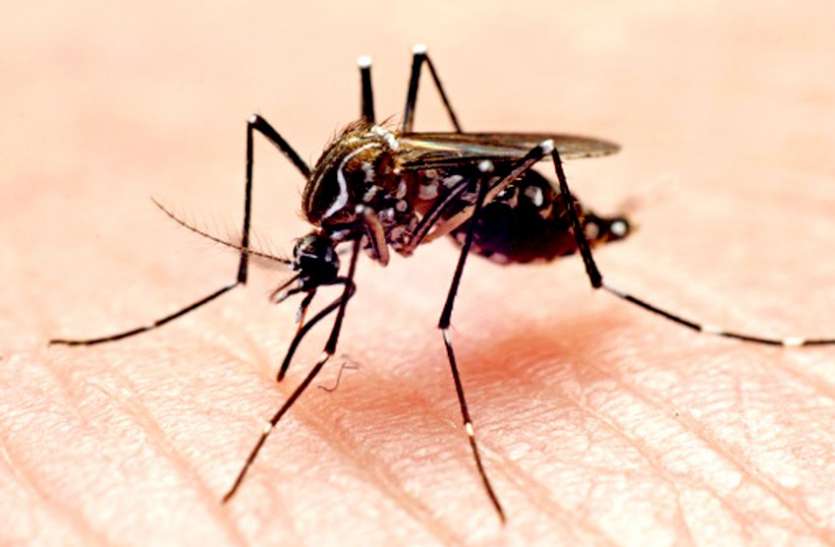 dengue Dengue : इन पांच उपायों से दूर भगाएं बुखार
