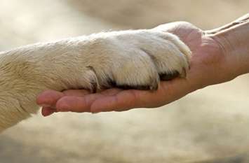 Fighting the last breath to protect the owner मालिक को बचाने के लिए आखिरी सांस तक लडता रहा जांबाज कुत्ता