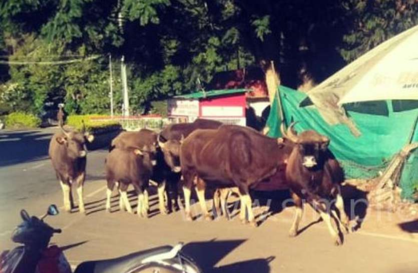 Bison herd in Coonoor कुन्नूर में घुसा गौर का झुण्ड,मची अफरातफरी
