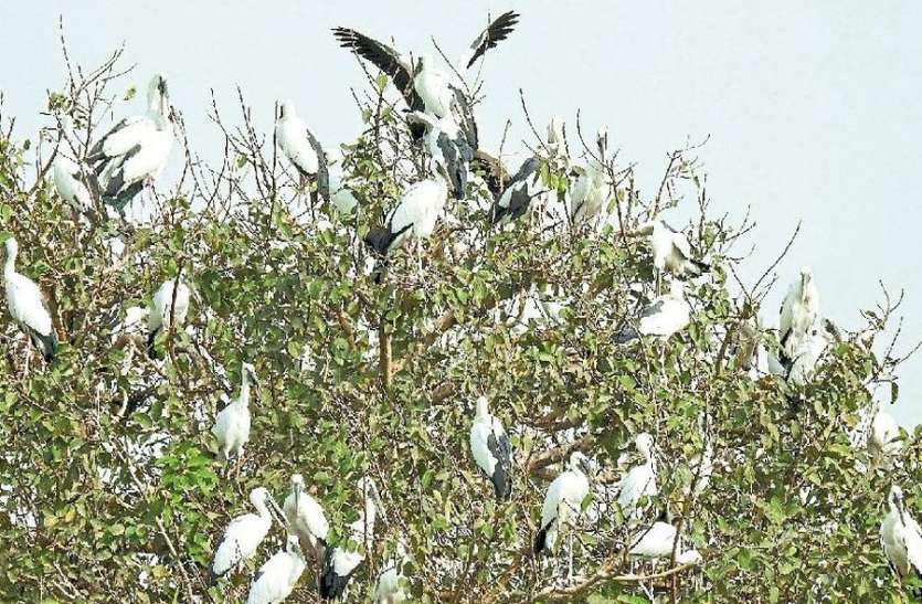 birds building nest at jamunia island Chambal राजस्थान के इस घना में भी है दुर्लभ पक्षियों का खूबसूरत संसार...
