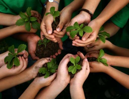 planting trees in school