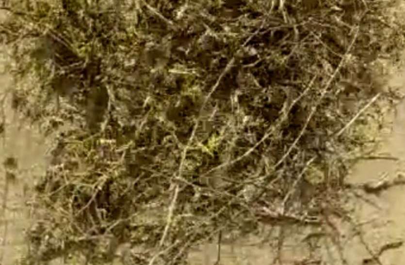 barmer-tiddi-attack-now-swarm-in-villeges टिड्डी फाका पहुंचा खेतों के पास, किसानों की बढ़ी चिंता