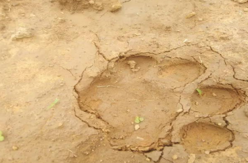 tiger movement in patha chitrakoot पाठा के जंगल में बाघ का मूवमेंट, इलाके में दहशत, ग्रामीणों को किया गया एलर्ट