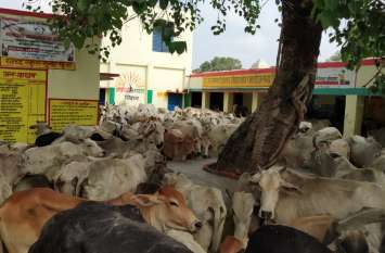 Anna Janwar Problem in bundelkhand सरकारी स्कूल में जब अन्ना जानवर बंद कर रहे थे ग्रामीण, मौजूद थे छात्र-छात्राएं और टीचर