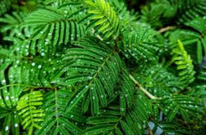shami plant