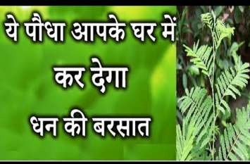 Shami plant give money success prosperity, shani dev घर पर लगाए ये चमत्कारी पौधा जो आपको बना देगा मालामाल, इन देवतों को भी है बेहद प्रिय