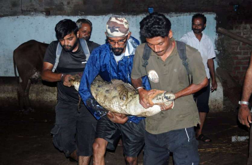 Crocodile Crocodile in Vadodara city विश्वामित्री के मगरमच्छ बन सकते हैं बड़ा खतरा
