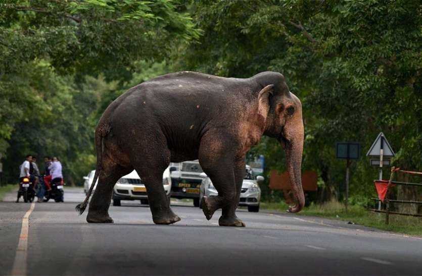 elephant-875.jpg हाथी के हमले में वृद्ध की मौत