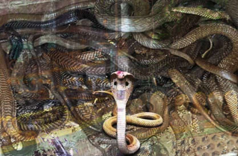 Nag Panchami 2019 नाग पंचमी पर इस मंदिर में कर लें पूजा, काल सर्प दोष से मिल जायेगी मुक्ति