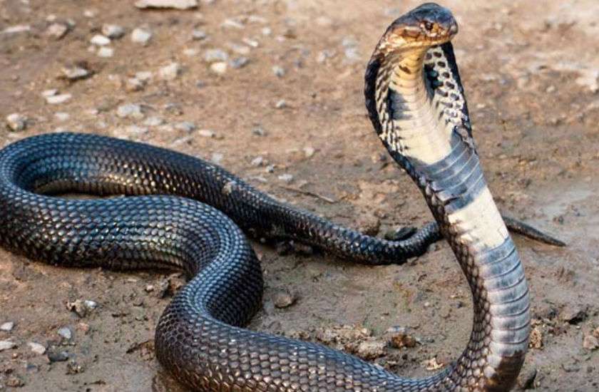 Nag Panchami 2019 : Unique Naglok In Jashpur Chhattisgarh 