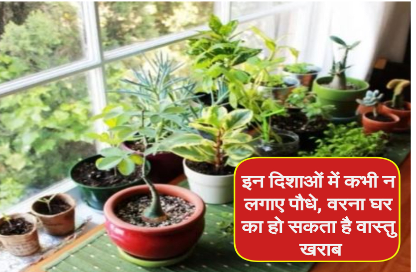 Never plant in this direction, vastu sastra इन दिशाओं में कभी न लगाए पौधे, वरना घर का हो सकता है वास्तु खराब, पूरे परिवार को उठानी पड़ेगी परेशानी