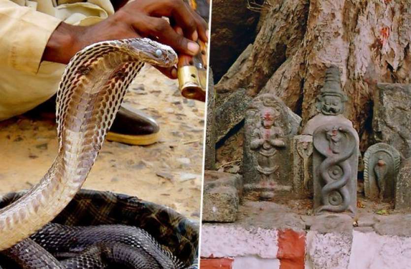 nag panchami 2019 Nag panchami: कालसर्प दोष निवारण के लिए अपनी राशि अनुसार करें नाग देवता की आराधना
