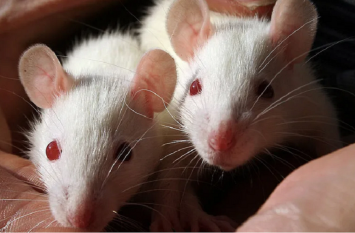 japan Govt approves experiment to grew human organs in animals अब जानवरों से विकसित होंगे मानवीय अंग, जापान में विवादित रिसर्च को मंजूरी