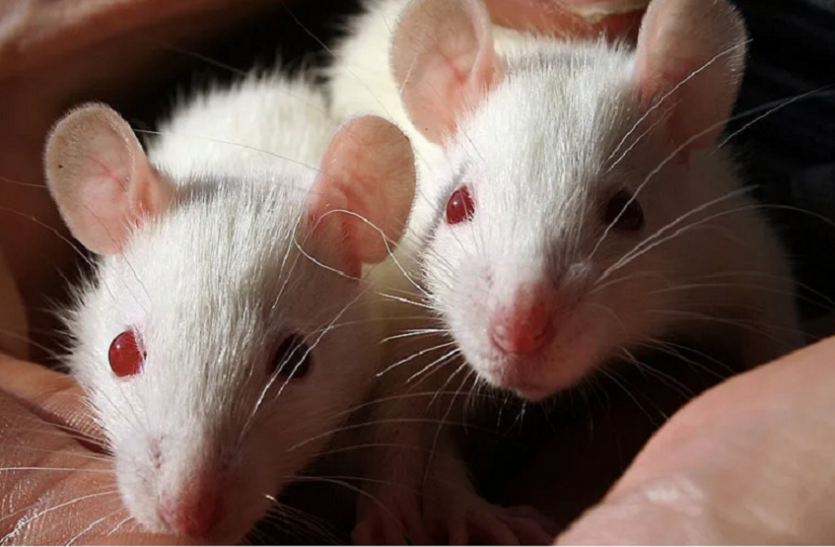 rat अब जानवरों से विकसित होंगे मानवीय अंग, जापान में विवादित रिसर्च को मंजूरी