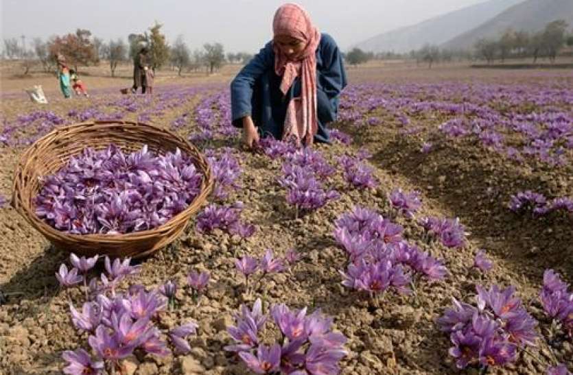 saffron-harvesting.jpg Saffron Businessman से जयपुर में ठगी की बड़ी वारदात.. हैलमेट के नाम पर रुपयों का बैग ले गया
