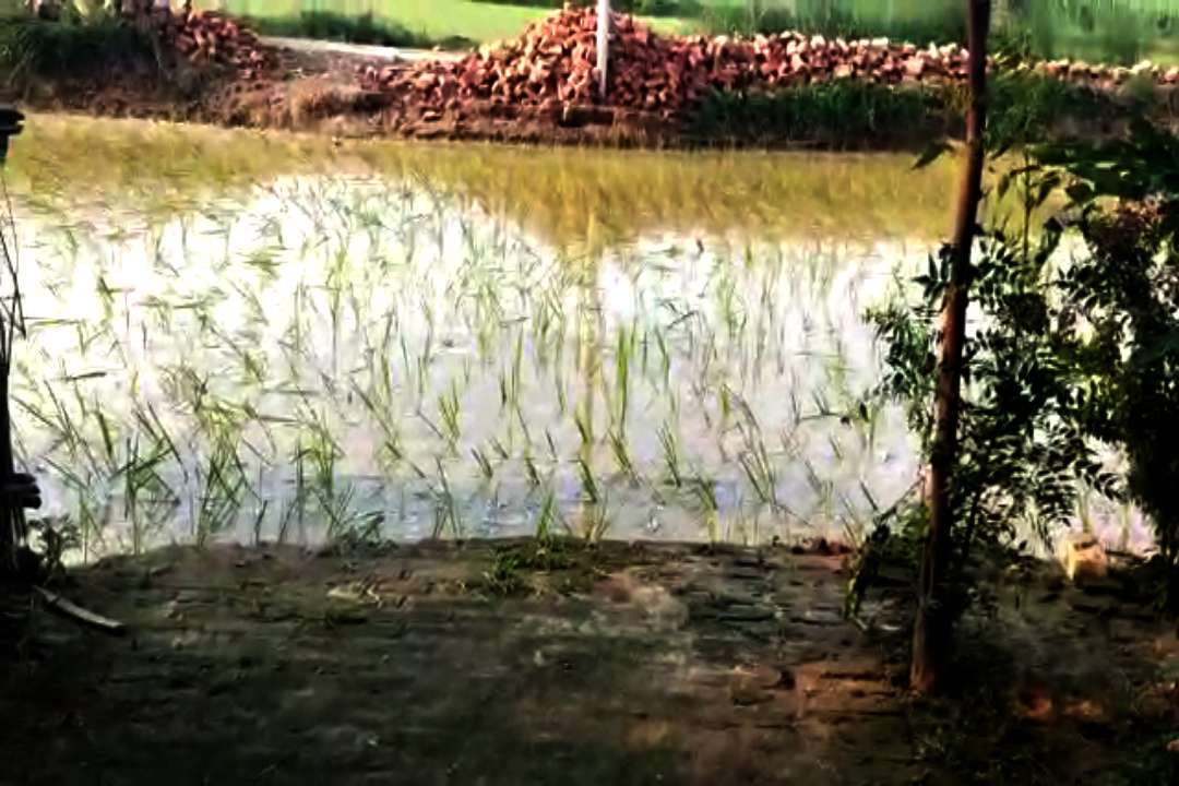 Road Theft in Basti