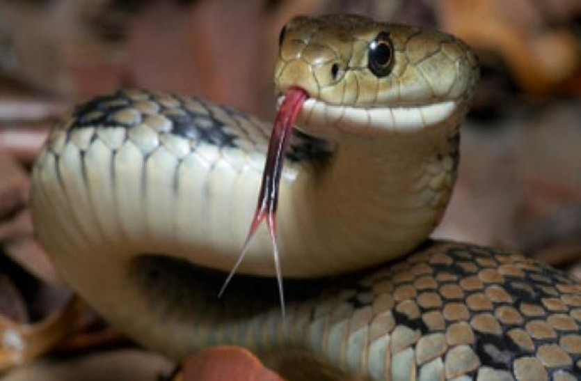 Chhattisgarh Unique story: Father give snakes in dowry in marriage छत्तीसगढ़ के इस गांव की अनोखी परंपरा, जहां दहेज में पिता बेटी को देता है सांप, वरना नहीं होती शादी