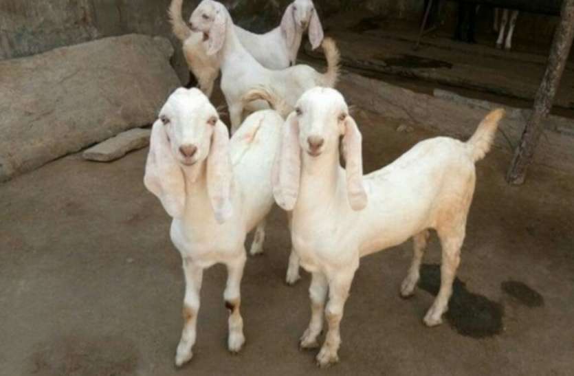 Bakra अब ऑनलाइन बिकेंगे बकरा बकरी
