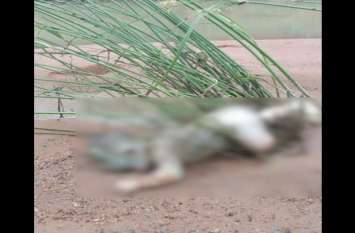 New born baby dead body found in drain हर कोई रह गया दंग जब नाले में बहती मिली नवजात की लाश, मचा हड़कंप