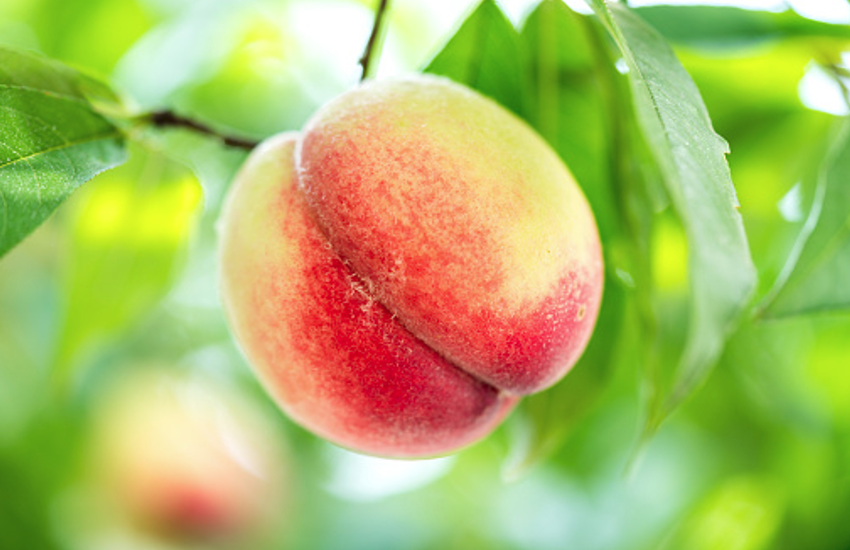 know Surprising Health Benefits of Peach | एलर्जी और सूजन वाले न खाएं