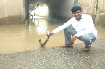 people found ajgar in logged rain water in underpass in hapur Video: अंडरपास में बारिश से भरे पानी में अचानक हुई हलचल तो भागने लगे लोग, देखकर हैरान रह गये वन विभाग के अधिकारी