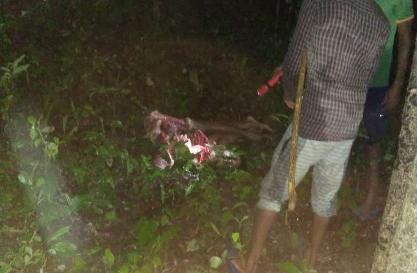 Tiger hunted बाघ ने किया युवक का शिकार