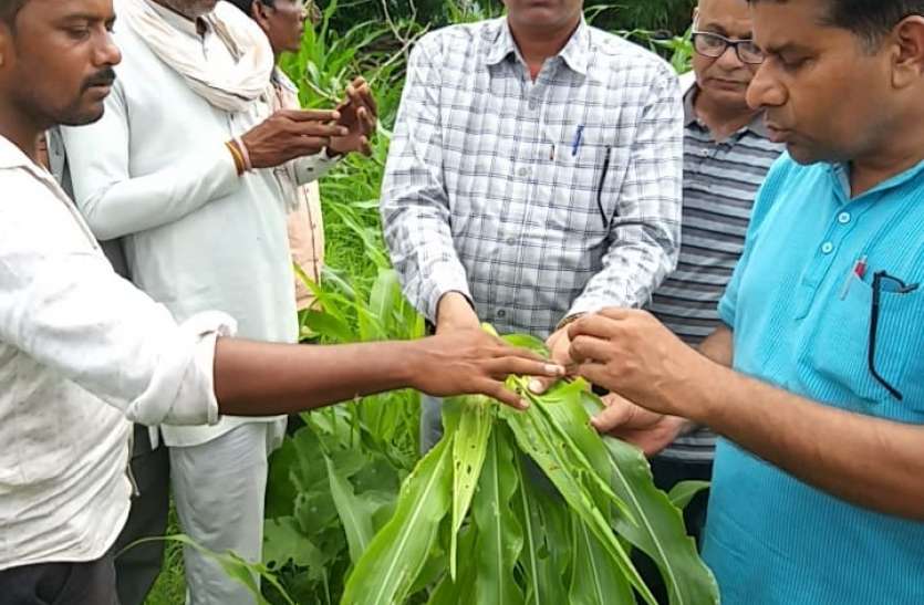 Insect attack named fall army worm on maize crop मक्के की फसल पर फाल आर्मी वर्म नाम के कीट का आक्रमण