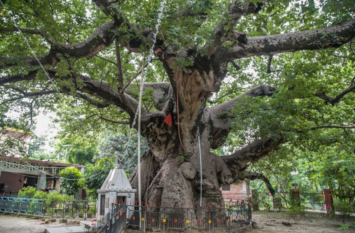 Parijat tree Barabanki Unknown facts #OnceUponATime: ऐसा वृक्ष जिसकी पूजा से पांडवों को मिली थी महाभारत में जीत, इंद्रलोक से लाये थे धनुर्धारी अर्जुन