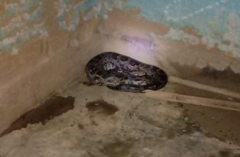 Python swallowed rabbits Video: विशाल अजगर ने निगल लिए पाले हुए 3 खरगोश, वीडियो में देखें- कैसे एक-एक कर निकाला बाहर