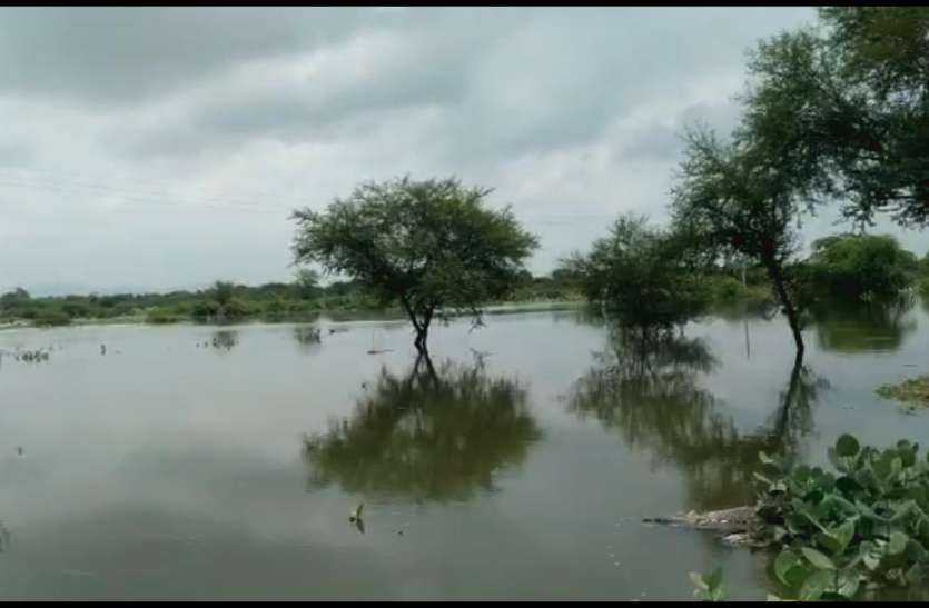 anicut Broken due to heavy rain in ajmer Rain in ajmer : आनासागर से आते तेज बहाव के कारण पानी की भेंट चढ़ा एनीकट